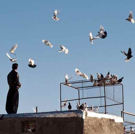 دانلود آهنگ میلاد کفتر پرون وای وای حمید سلمانی